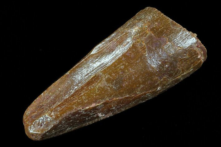 Bargain, Real Spinosaurus Tooth #75151